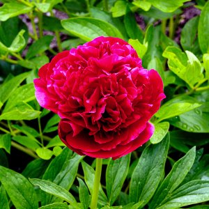 Pfingstrose...... Martina Benning